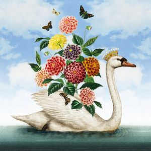 THE SWAN QUEEN SKY