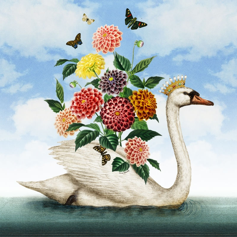 THE SWAN QUEEN SKY