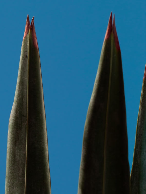 TYPICAL FOLIAGE