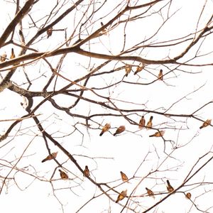 TWIGS