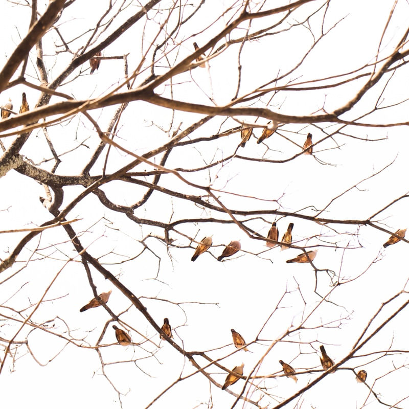 TWIGS