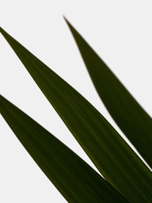 INTENSIDADE