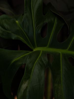 MINIMAL MONSTERA 2