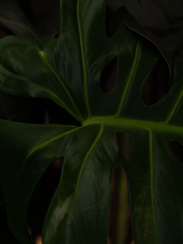 MINIMAL MONSTERA 2