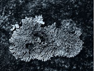 NATUREZA ABSTRATA 1