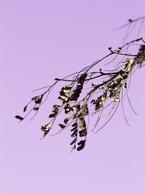 GOLDEN BRANCH