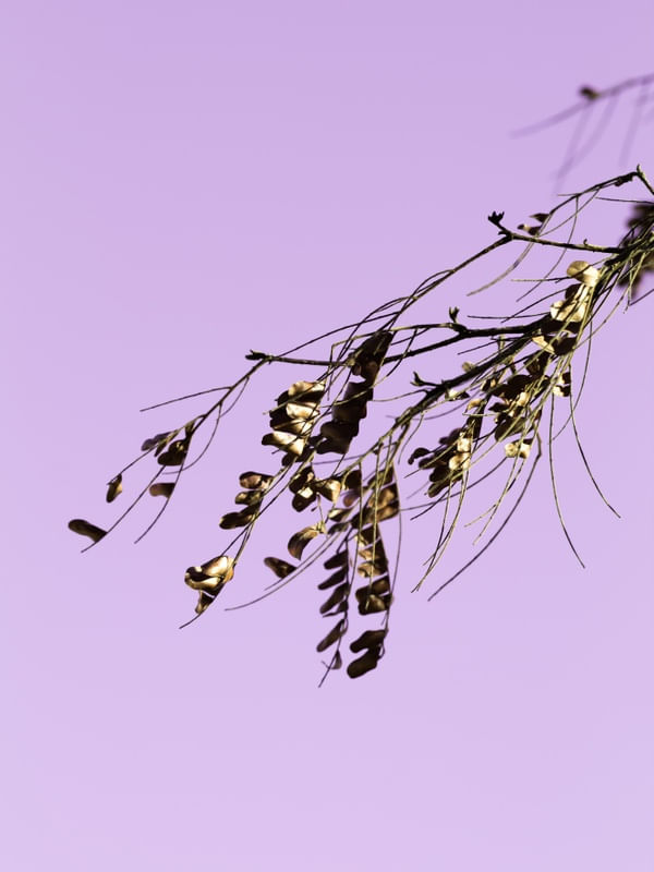 GOLDEN BRANCH