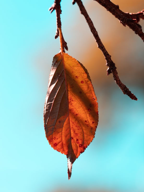 ORANGE LEAF IV