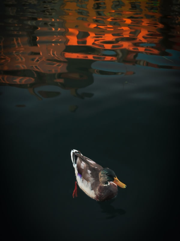 MY FAVORITE DUCK
