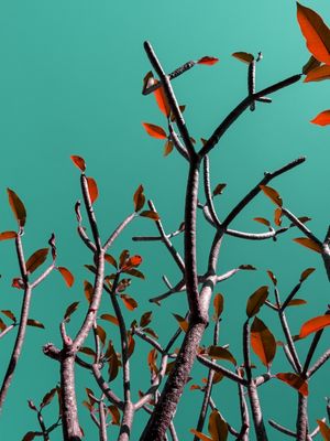 POP TREE I