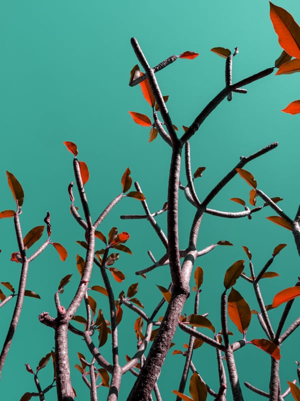 POP TREE I