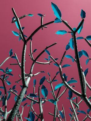 POP TREE II