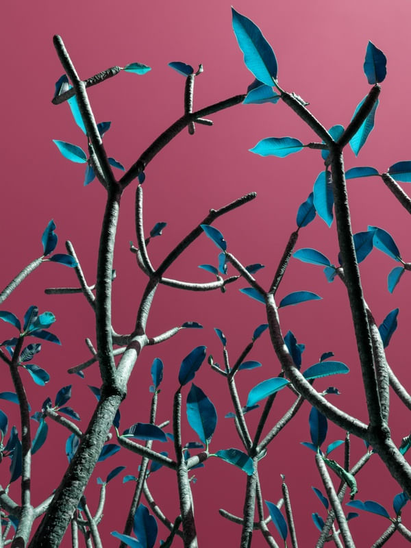POP TREE II