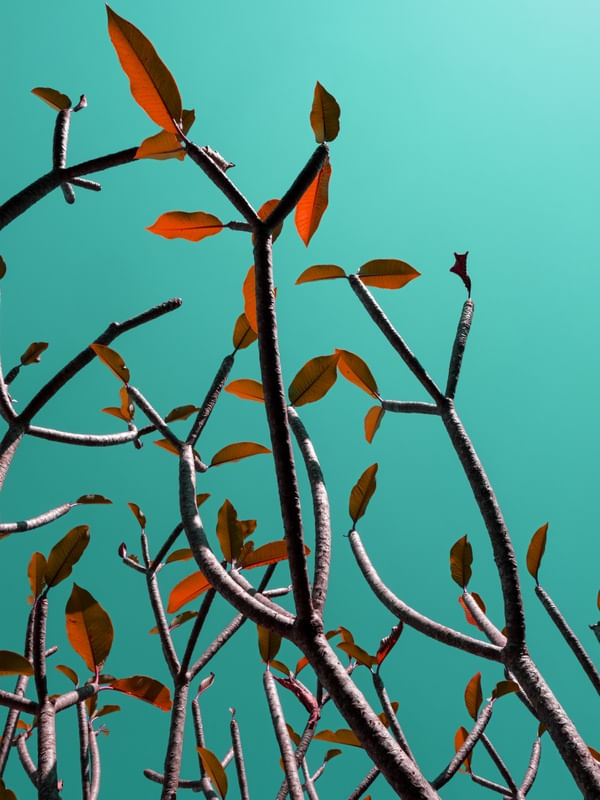 POP TREE III
