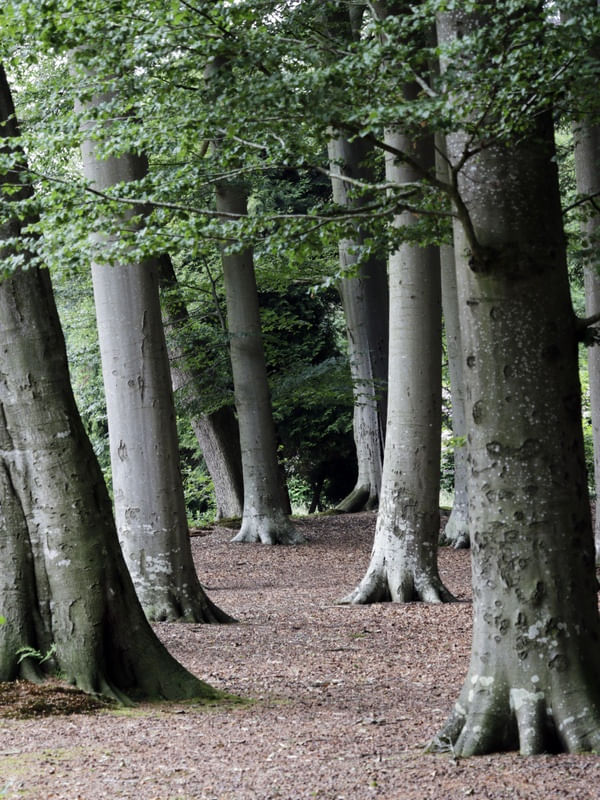 TRONCOS E RAÍZES DE ÁRVORES NO BOSQUE