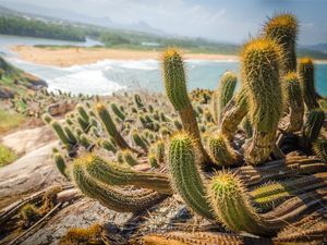 PRAIA SELVAGEM #3