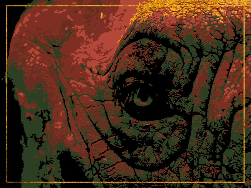 ELEPHANT EYE