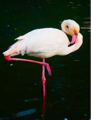 FLA01