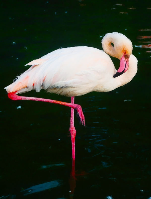 FLA01