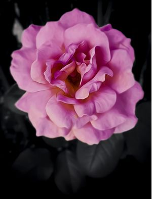 CINZA À ROSA