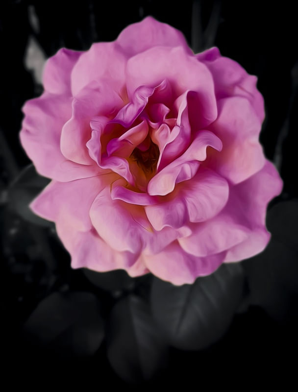 CINZA À ROSA