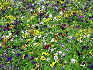 FACES DAS FLORES