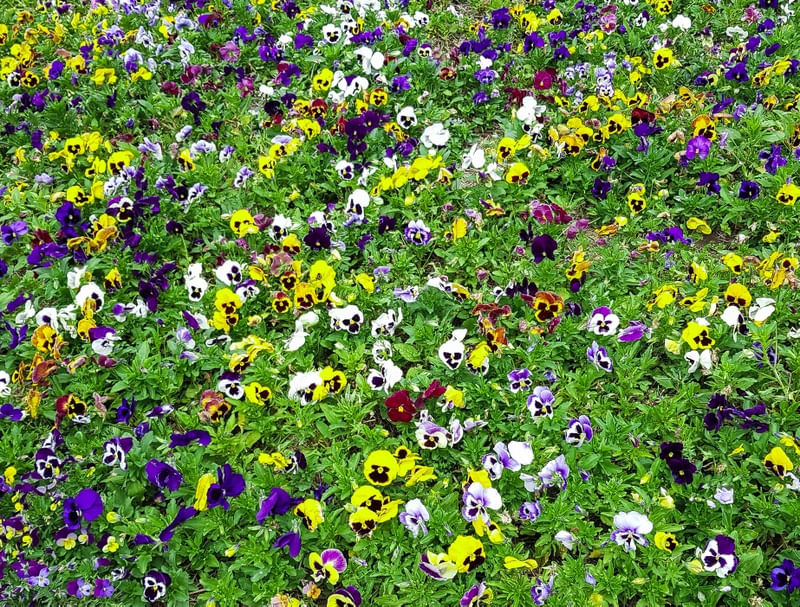 FACES DAS FLORES