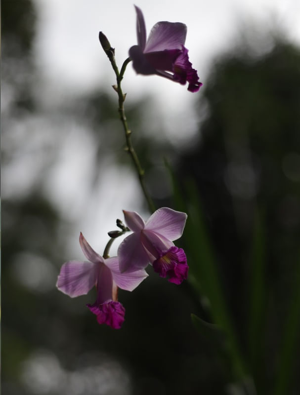 ORQUÍDEAS ROXAS