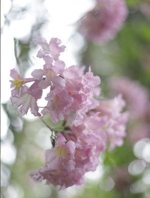 FLORES ROSINHAS