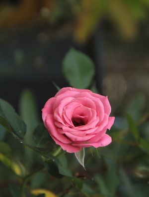 ROSA ROSINHA