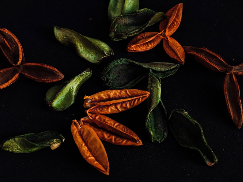 FOLHAS SECAS EM LARANJA E VERDE