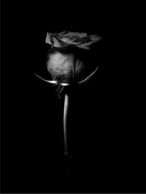 ROSE BALLERINA