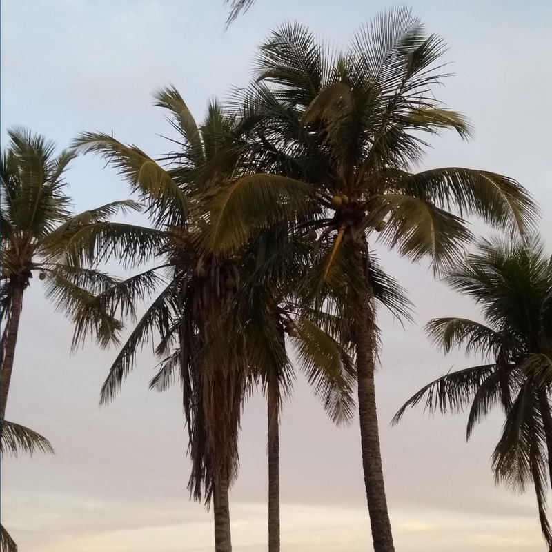 COQUEIROS E CÉU AZUL