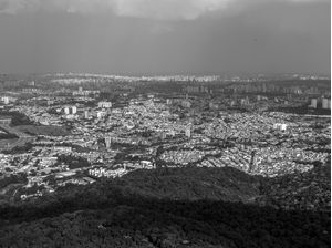 A SELVA E O CONCRETO