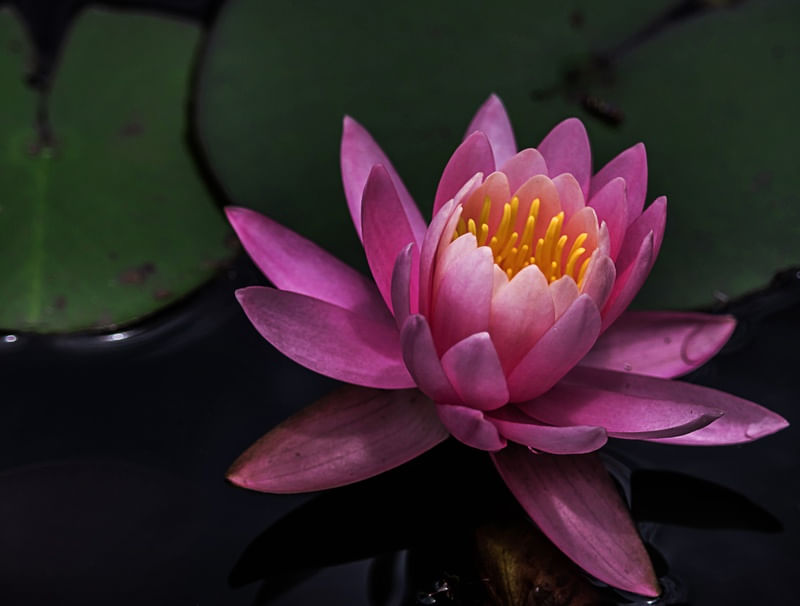 FLOR DE LOTUS PUREZA