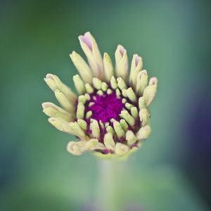 MANDALA NATURAL 1