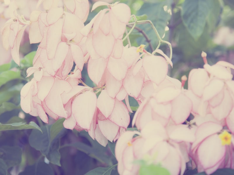 PÉTALAS ROSAS EM CASCATA