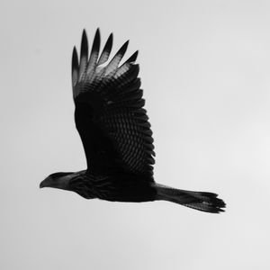 CARCARA III