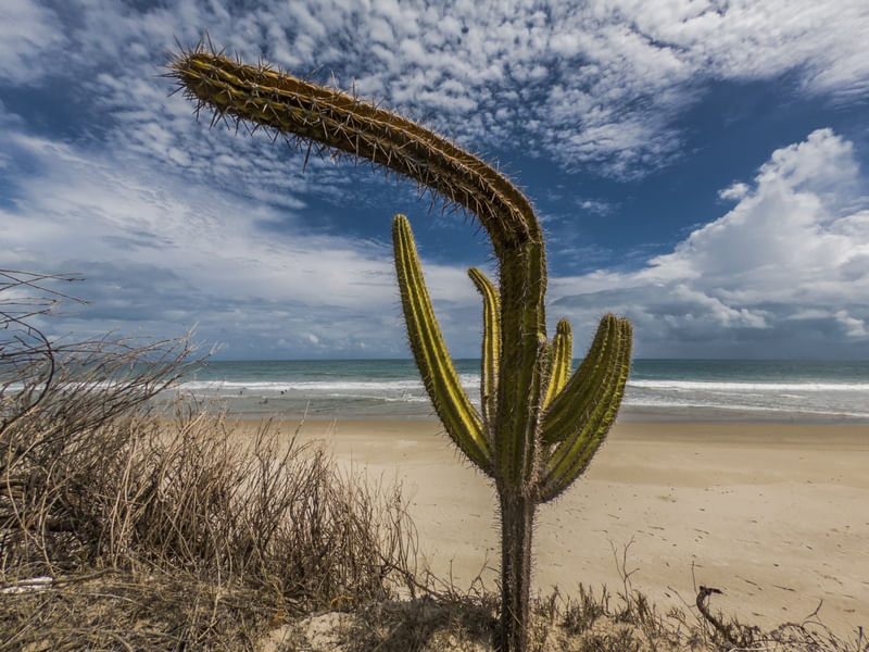 PEDAÇO DO SERTÃO NA PRAIA DE AGULHAS_CE