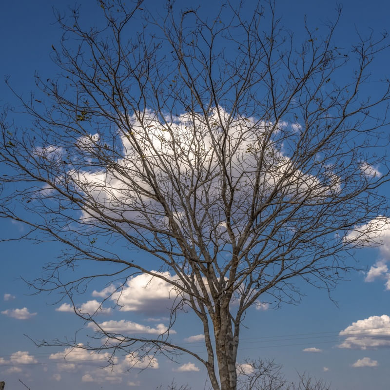 SERTÃO _ CÉU E NUVENS