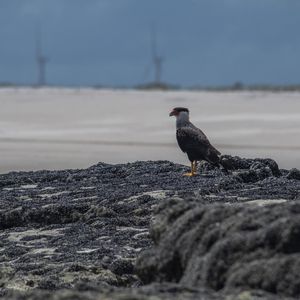 CARCARÁ NA PRAIA DA CAPONGA_CE