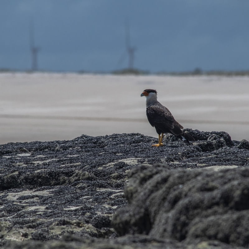 CARCARÁ NA PRAIA DA CAPONGA_CE