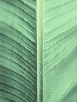 BANANA LEAF MACRO