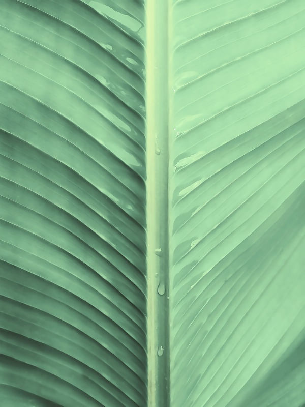 BANANA LEAF MACRO