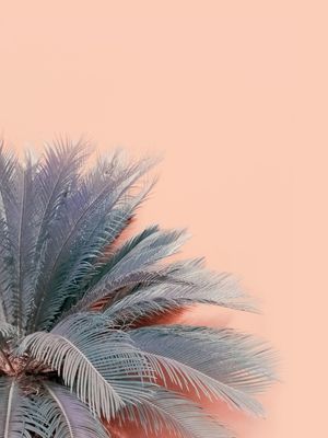 BLUE PALMS ON PINK