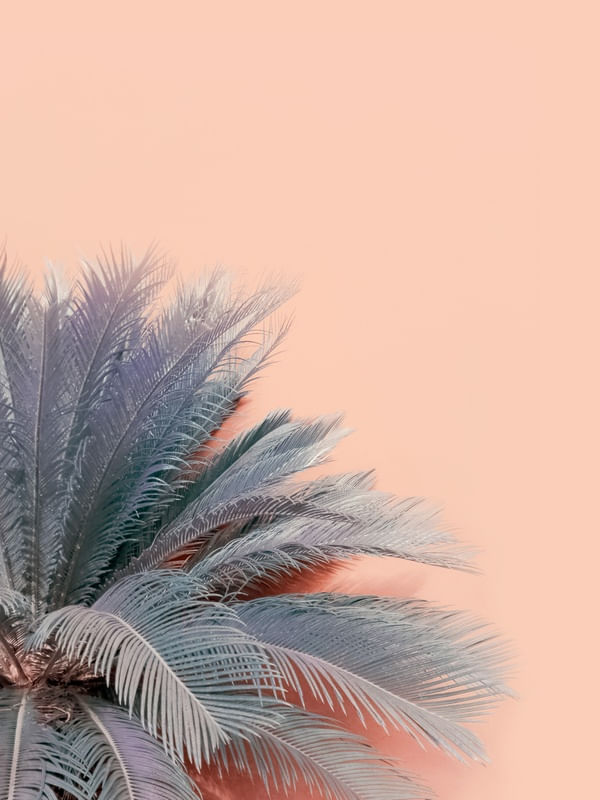 BLUE PALMS ON PINK