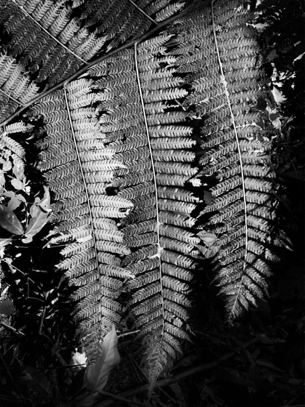 NATUREZA DE PRATA
