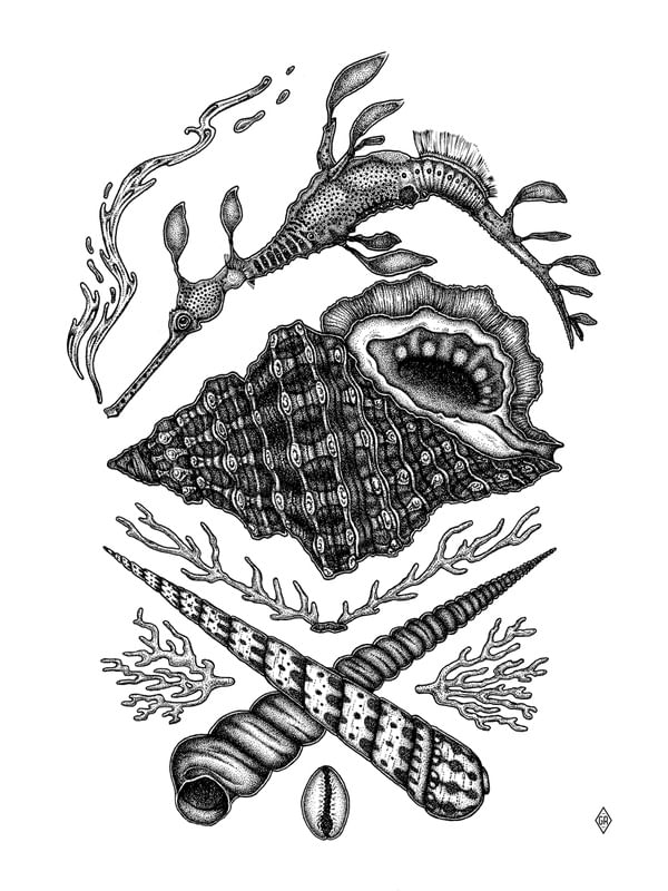 DRAGÃO MARINHO