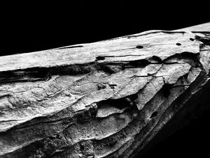 TRONCO COM TEXTURA