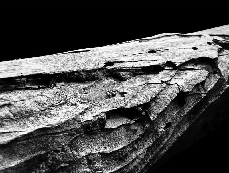TRONCO COM TEXTURA